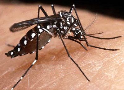 Ano de 2016 tem alta incidência de doenças causadas pelo Aedes Aegipty