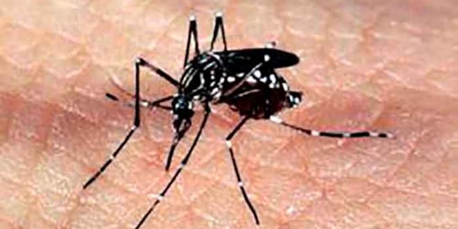 Mosquito Aedes aegypt, causador da dengueArquivo/Agência Brasil