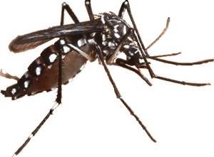 Mosquito Aedes  aegypti