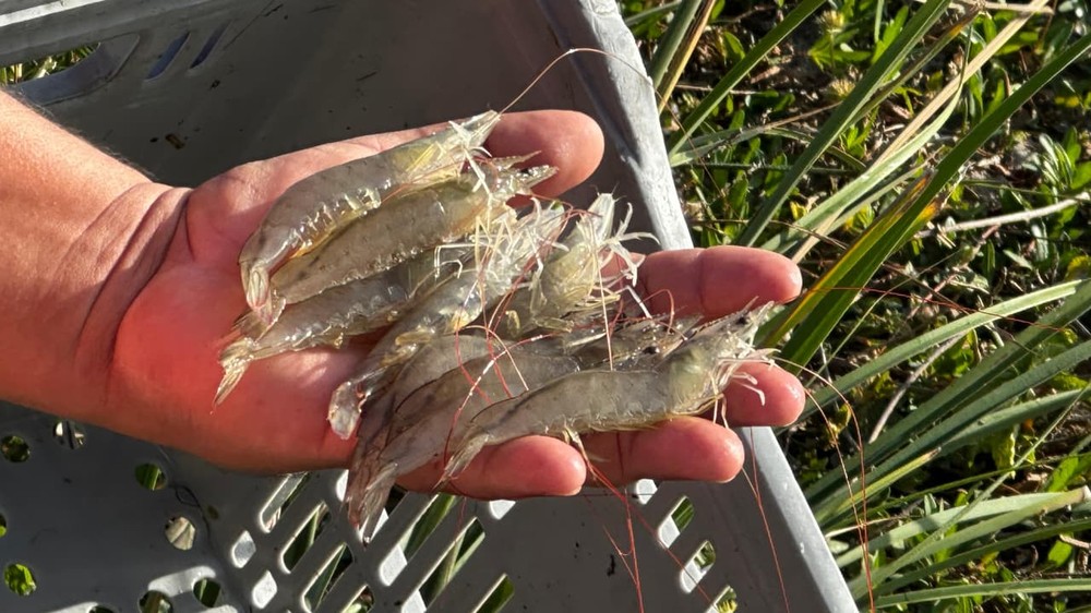 Feira Nacional do Camarão pretende movimentar mais de R$ 40 milhões em negócios